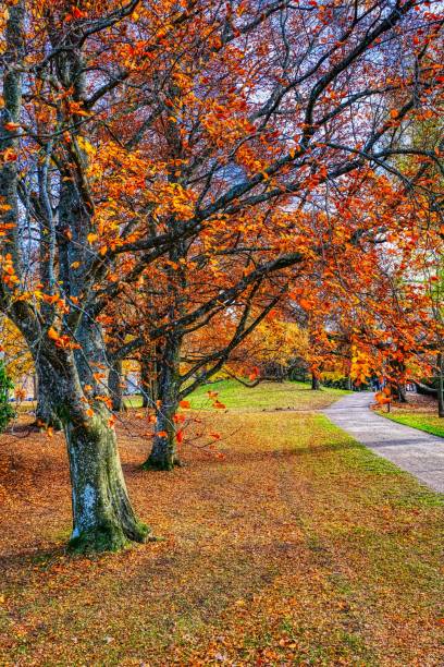 istock an empty street in a park with orange leaves and a few trees 1481137582