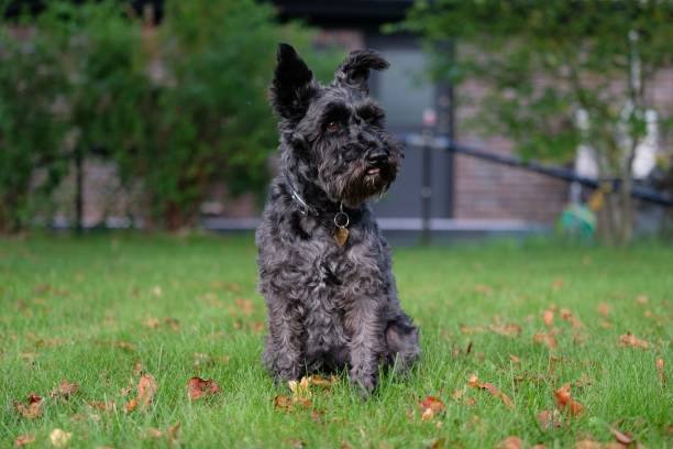 istock a black dog sitting in the grass on a leash looking at something 1481137599