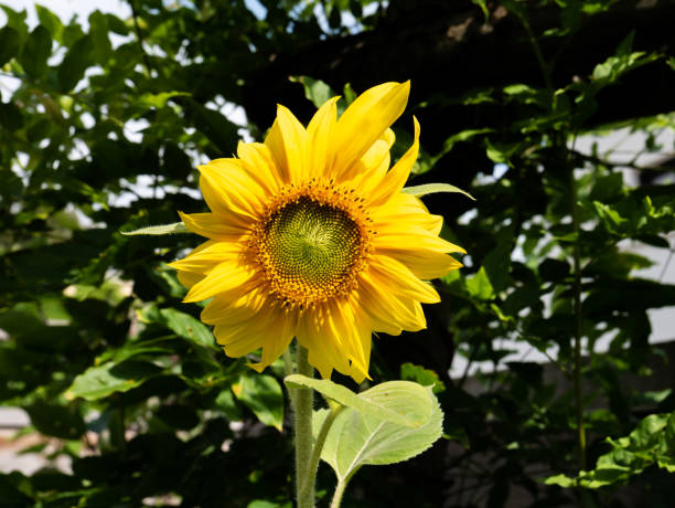 istock Sunflower head, Helianthus annuus 1481137706
