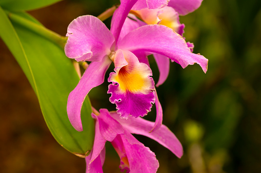 Purple cattleya labiata orchid flower, known as the crimson cattleya or ruby-lipped cattleya