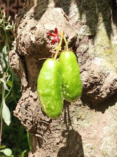 istock Star fruit with the name Averrhoa Bilimbi Linn. Selective Focus. 1481138144
