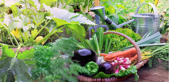 fresh harvested vegetables from garden in a basket among foliage with watering can background