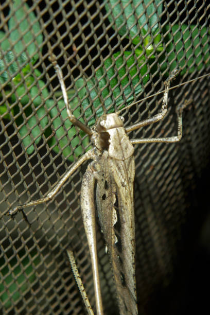 istock the big grasshopper is walking on the wire 1481139681