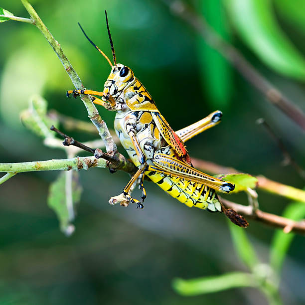 grasshopper - giant grasshopper - fotografias e filmes do acervo