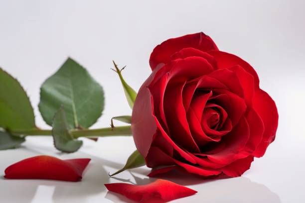 istock Closeup of a red rose with fallen petals on a white background. 1481141868