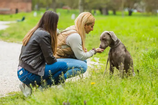 Two young friends with a dog for a walk in the park. Girl giving a biscuit to her weimaraner