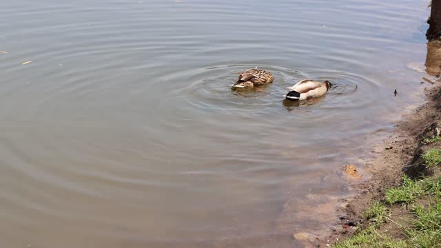 Two ducks is searching for the food in a funny way by tipping up underwater, with their tails balancing out of water