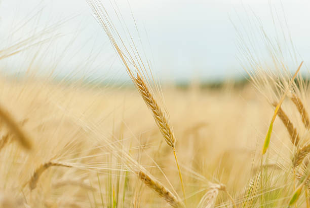 istock Close up of ripe wheat ears 148114295