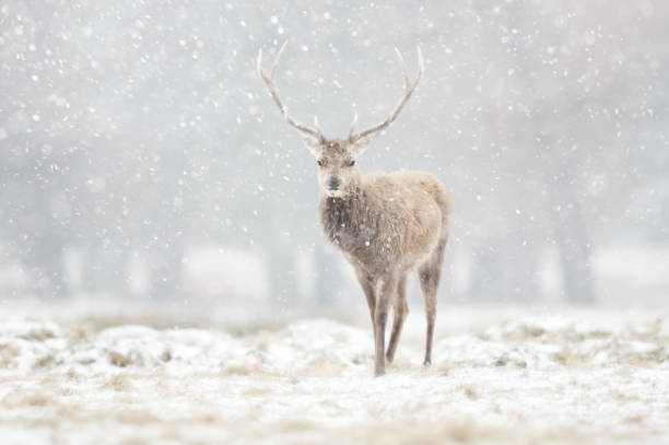 istock Red deer stag in the falling snow in winter 1481143174