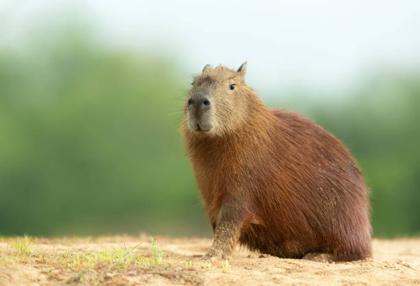 capybara sitzt an einem sandigen flussufer vor grünem hintergrund - wasserschwein stock-fotos und bilder