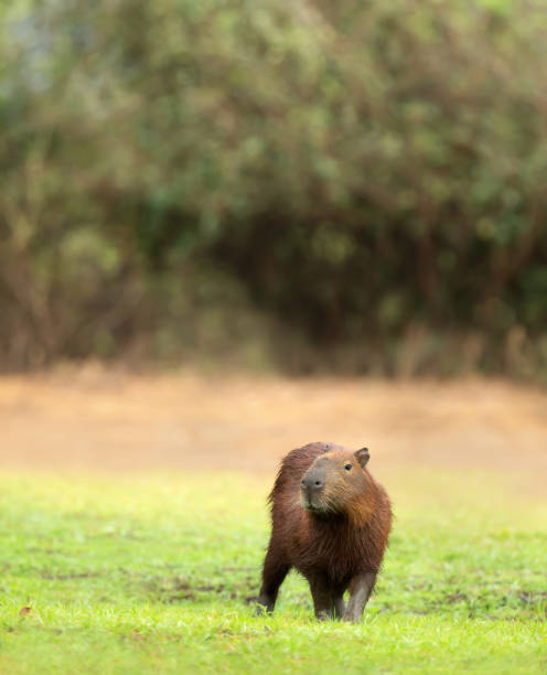 istock Close up of a Capybara on a river bank 1481143255