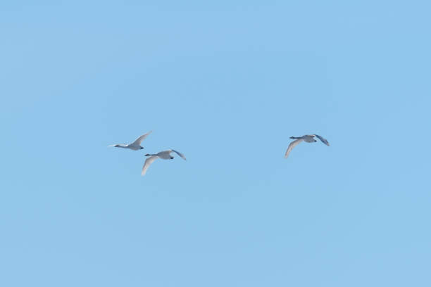 istock swans are flying in the blue sky 1481143341