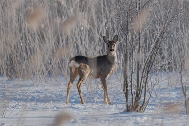 wild deer stands in the snow wild deer stands in the snow in the tall grass roe deer frost stock pictures, royalty-free photos & images