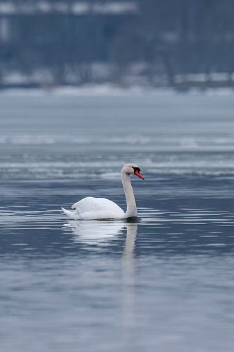 swan swimming on a frozen lake