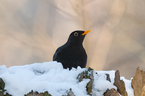 blackbird sits on a log in the snow