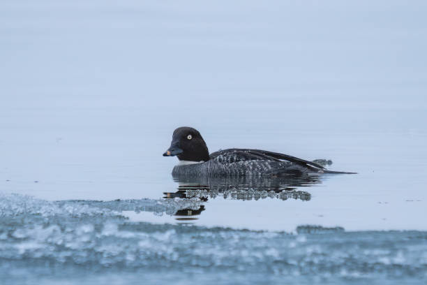 Common Goldeneye duck swims on lake Common Goldeneye duck swims on lake bucephala clangula uk stock pictures, royalty-free photos & images