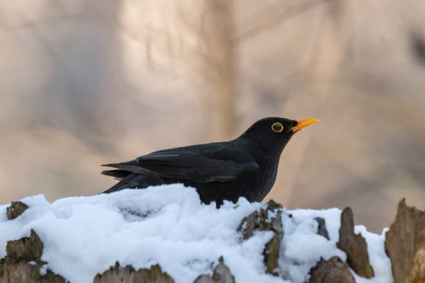 istock blackbird sits on a snowy stump in the snow 1481143430