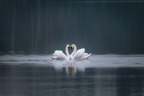 deux cygnes sur le lac font un cœur - animal heart photos photos et images de collection