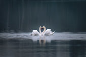 Two swans on the lake make a heart