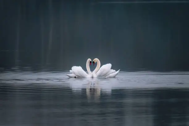 Photo of Two swans on the lake make a heart