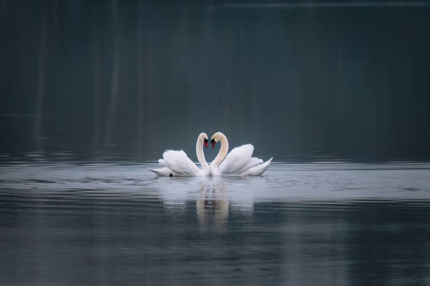 dois cisnes no lago fazem um coração - animal heart fotos - fotografias e filmes do acervo