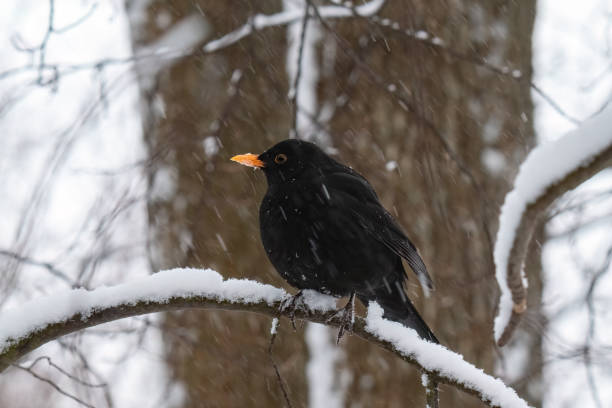 istock blackbird sits on a snowy branch 1481143604