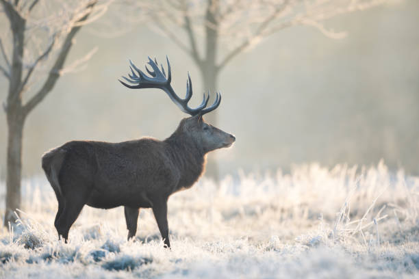 istock Close up of a Red deer stag in winter 1481143646