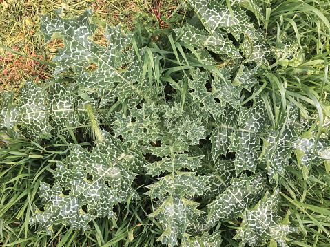 Milk Thistle - Silybum marianum, used in the treatment of liver and gallbladder diseases, toxin and mushroom poisoning, snake bites, insect bites