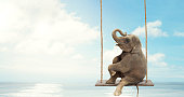Elephant sitting on a swing above water. Concept of  freedom and happiness.