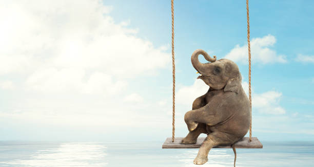 Elephant sitting on a swing above water. Concept of  freedom and happiness. stock photo