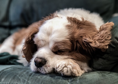 An adorable brown and white pup lounging contently on a green sofa