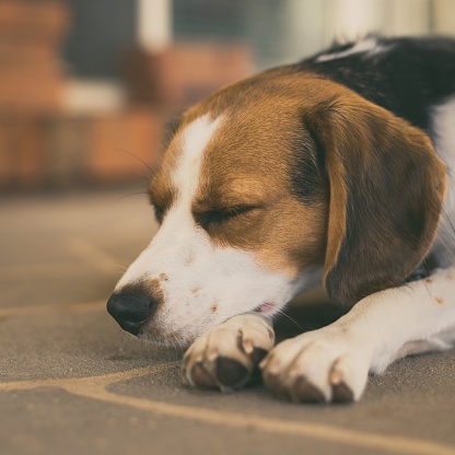 A closeup shot of an adorable beagle dog resting on the floor of a home