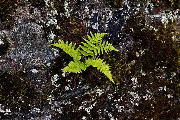 Fern, moss on old rocks