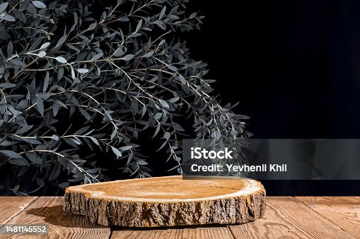 istock Wood slice podium and and a large bush of eucalyptus parvifolia on a black background. Concept scene stage showcase for sale and advertising of natural products, cosmetics 1481145552