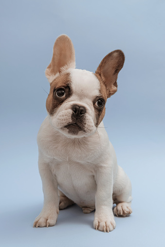 Lovely french bulldog looking aside with curiosity, sitting on blue background. French Bulldog puppy 3 months old. Beautiful french bulldog dog