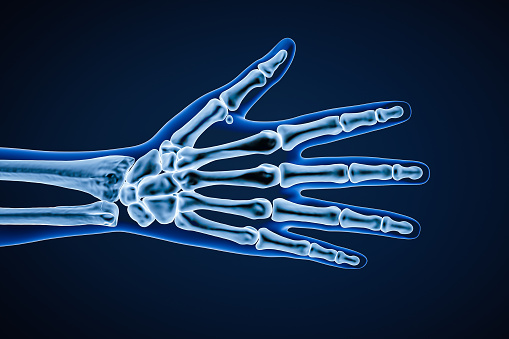 X-ray dorsal or posterior view of right human hand bones with body contours 3D rendering illustration. Skeletal anatomy, osteology, science, biology, medical and healthcare concept.