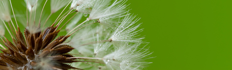 wet dandelion fluff