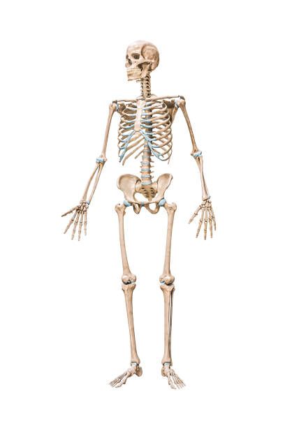 istock Front view of accurate full human male skeleton 3D rendering illustration isolated on white with copy space. Anatomy, blank medical diagram, skeletal system, science, biology concept. 1481147074