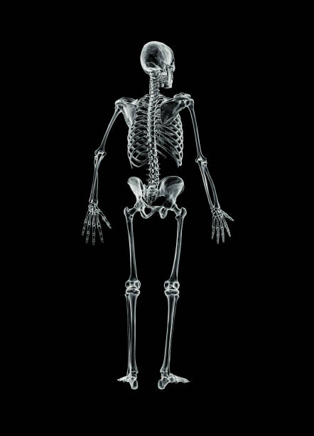 Xray posterior or back view of full human male skeleton 3D rendering illustration isolated on black background with copy space. Anatomy, osteology, skeletal system, science, biology, medical concept. vista posterior o posterior de rayos x del esqueleto masculino humano completo ilustración de representación 3d aislada sobre fondo negro con espacio de copia. anatomía, osteología, sistema esquelético, ciencia, biología, concepto médico.