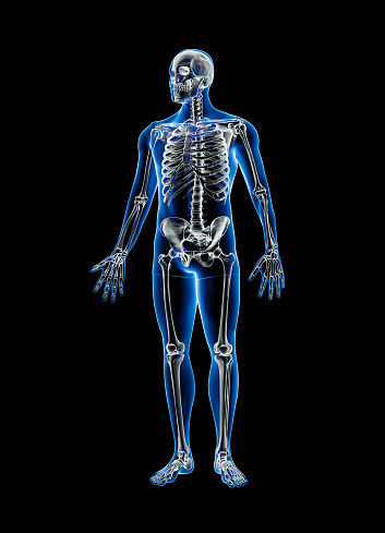 Xray front view of full human skeleton with male body 3D rendering illustration isolated on black background with copy space. Anatomy, osteology, skeletal system, science, biology, medical concept.