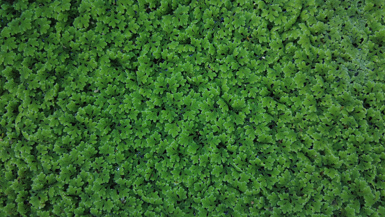 Azolla (mosquito fern) or duckweed fern, green background