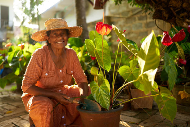 Elderly Indian female farmer smiles in orchard planting flowers in pots. Senior Sri Lankan cheerful woman in her garden taking care of home plants. Happy retirement lifestyle. Gardening concept stock photo