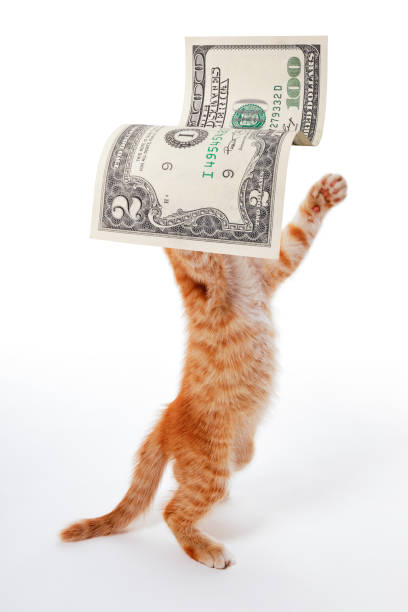 istock Interesting idea. The kitten plays on the stock exchange. Cat catching banknotes. 1481147585
