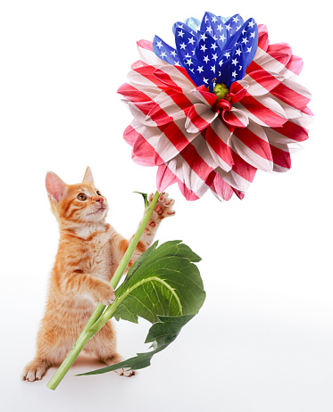 Election and voting concept. A funny ginger kitten stands and holds in its paws an unusual American flag made of a dahlia flower