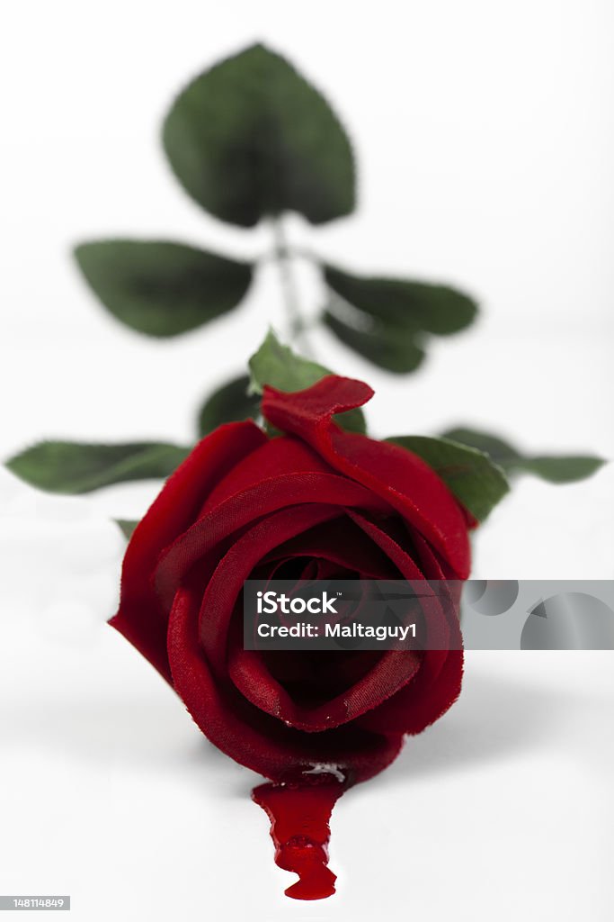 Fake Love Conceptual image representing fake love, showing a fake rose with blood pouring out of it. Blood Stock Photo