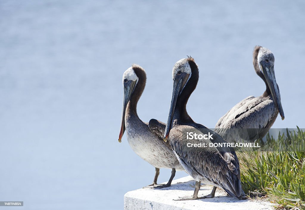 Tres Pelicans en una pared al mar - Foto de stock de Agua libre de derechos