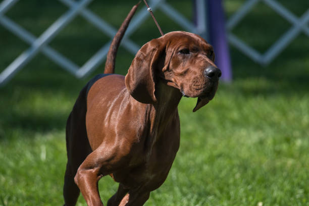 redbone coonhound che cammina alla luce del sole - redbone coonhound foto e immagini stock