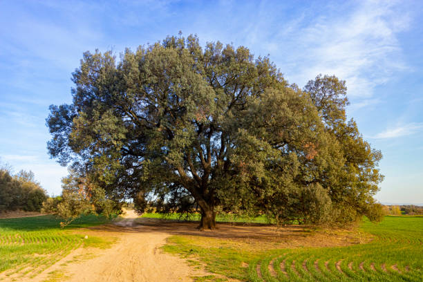 riesige stechpalmen-eiche während des sonnenuntergangs, frühling - quercus ilex stock-fotos und bilder