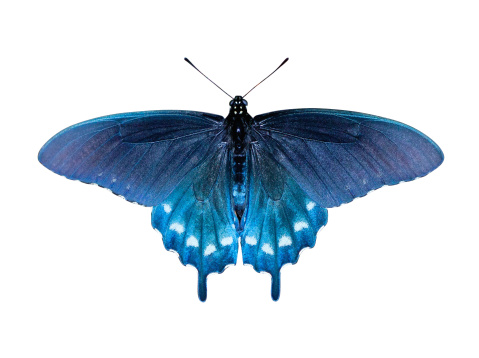 Pipevine Swallowtail Butterfly (Battus philenor) on white background with clipping path
