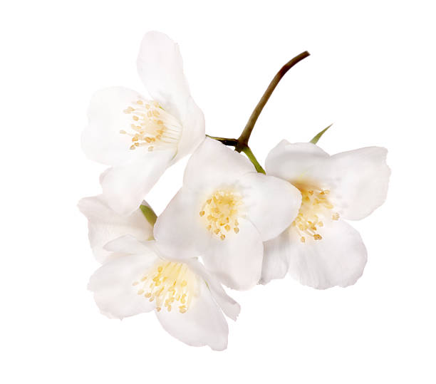 istock five jasmin flowers on branch 148114953